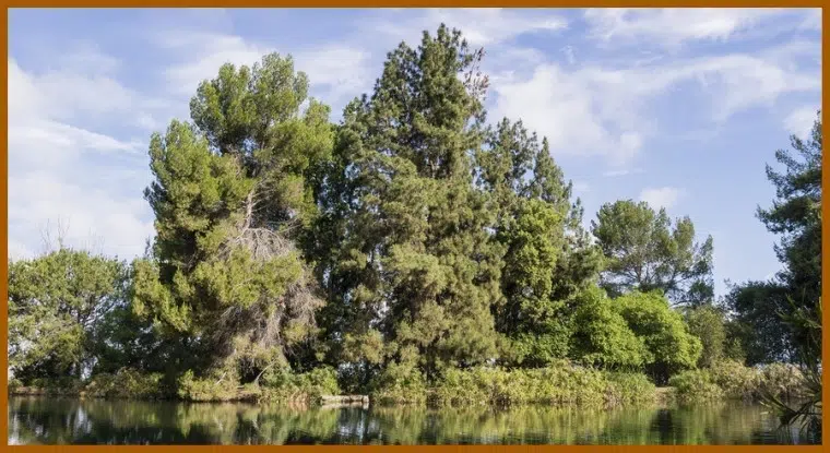 Ernest E Debs Regional Park, California