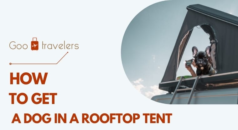 how-to-get-a-dog-into-a-roof-top-tent-goo-travelers